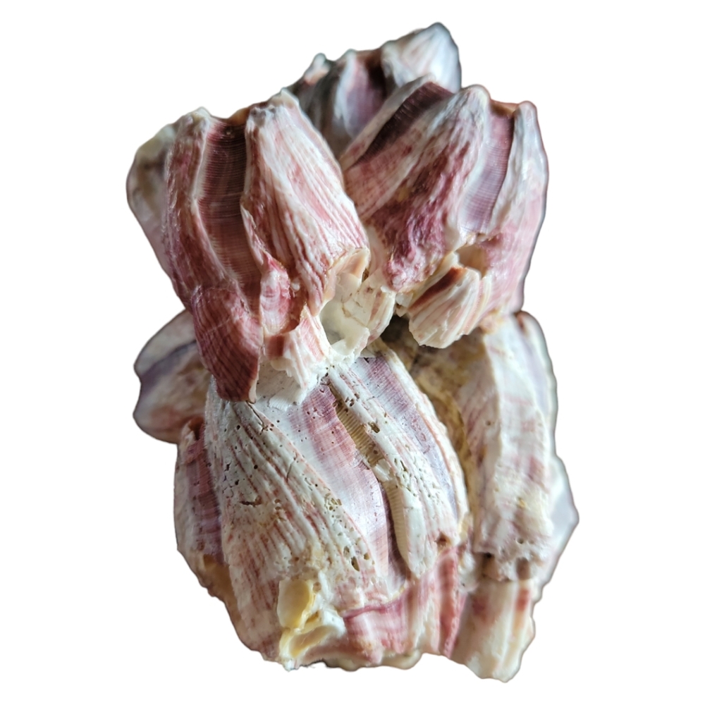 HP 😃 Natural Barnacle Coral Fish Tank Aquarium Pond Shrimp Shelter Home Ocean - Picture 6 of 10